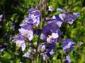 F09 polemoine bleue de gerard gourlan 